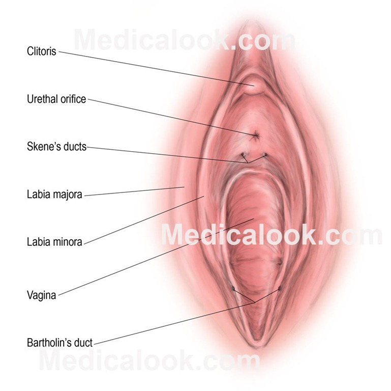 Pictures Of Large Vulvas 29